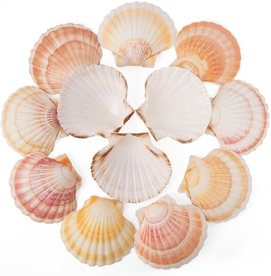 6pcs Large Scallop Shells (4"-4.5") – Natural Hawaiian Yellow & Pink Sea Shells for Baking & Crafts – Heat-Safe Baking Shells for Coquilles Saint-Jacques – Coastal Wedding Decor & Vase Fillers – Premium DIY Decoupage Supplies